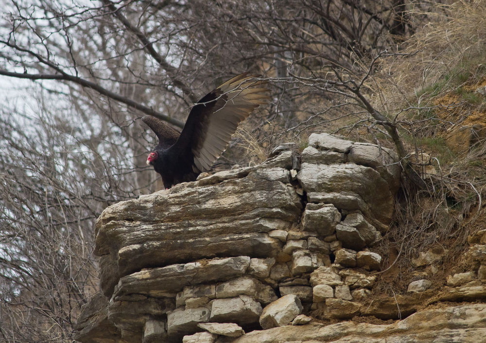 Turkey Vulture