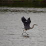 Walking on water