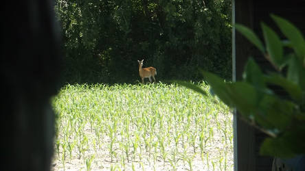 Deer Spying