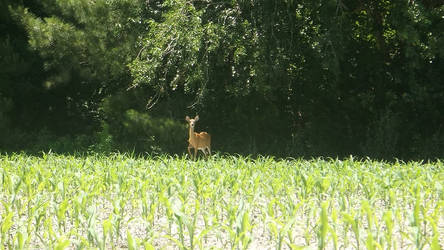 Deer Walking Towards Me