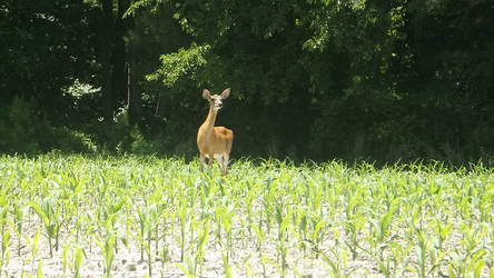 Deer Checking Things Out