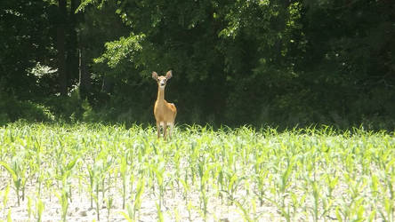 Deer Spotted Me