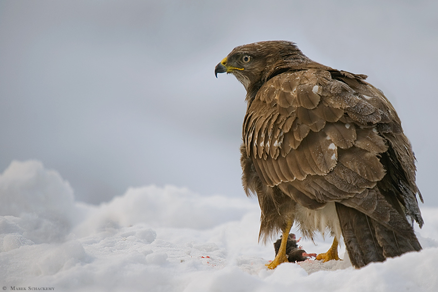 buteo buteo