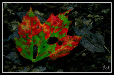 technicolor leaf