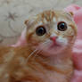 Scottish Fold Kitty