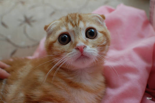 Scottish Fold Kitty