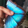 Morpho Butterfly