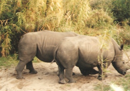 Rhinos