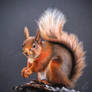 Red Squirrel