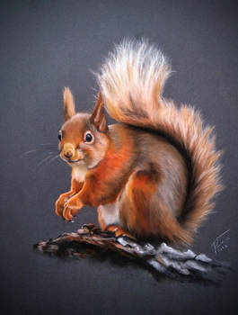 Squirrel Deviantart Explore the Best Squirrel Art | DeviantArt
