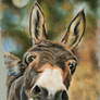 Donkey