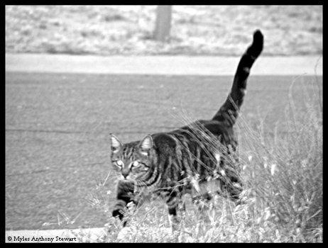 Struttin' His Stuff