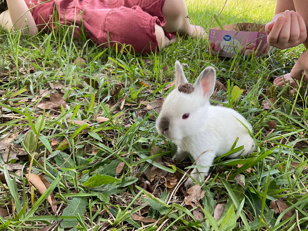 Acorn Rabbit Baby California Rabbit with an Acorn on His Head by LadyLop on DeviantArt