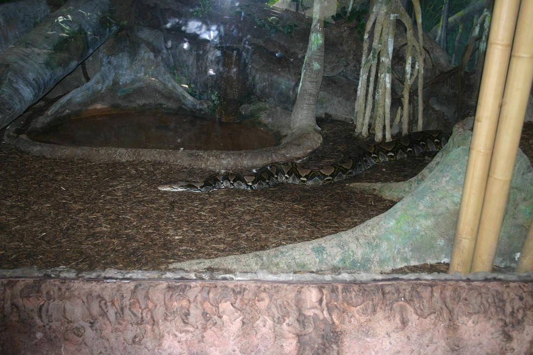 Reticulated Python by Dinalfos5 on DeviantArt