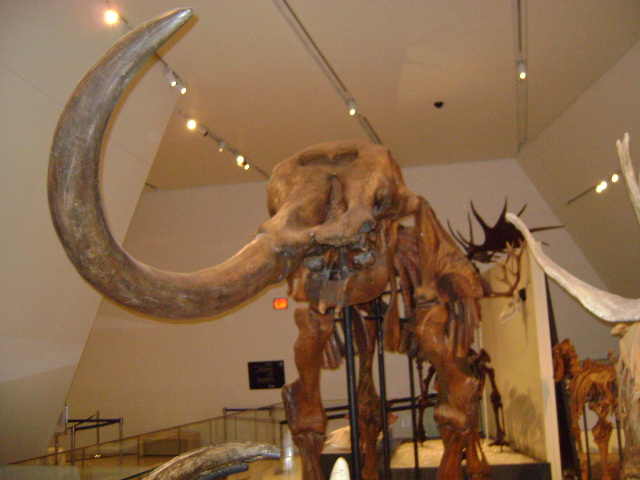 American Mastodon