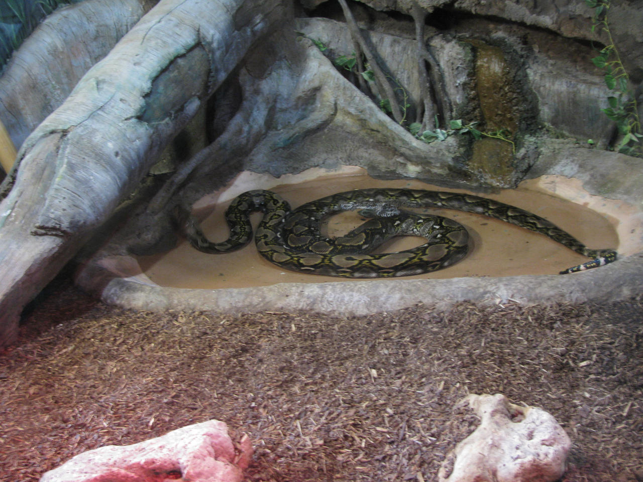 Reticulated Python 2012 by Dinalfos5 on DeviantArt