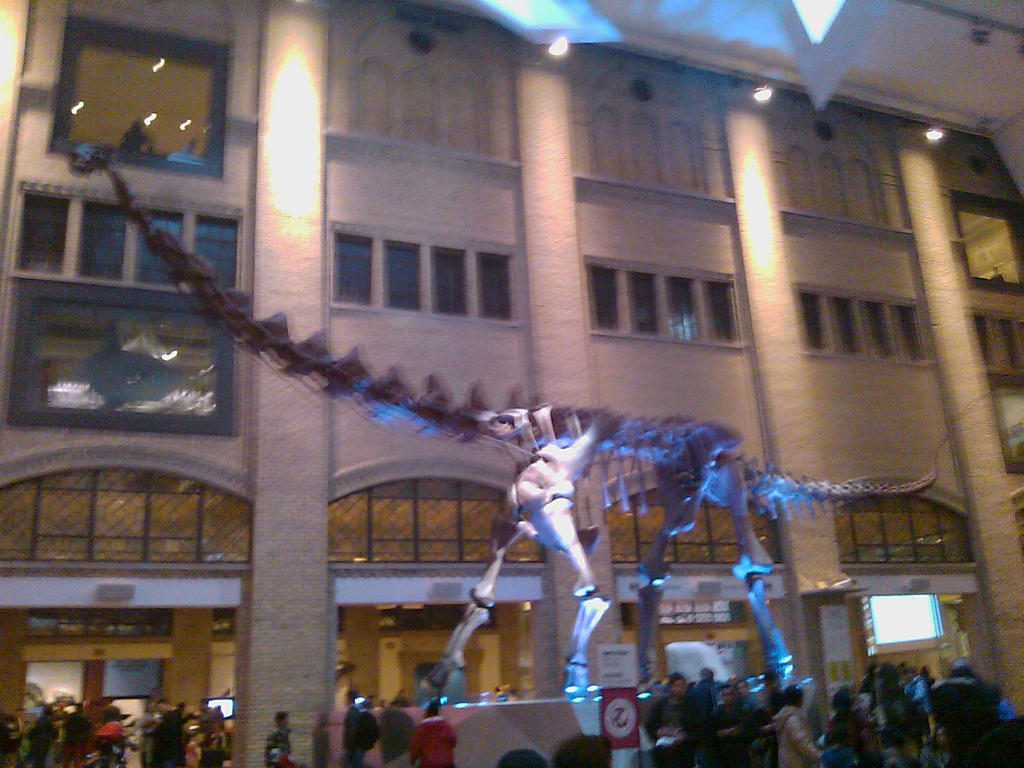 Futalognkosaurus Skeleton