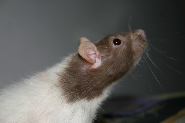 Daisy the Rat by Dinalfos5 on DeviantArt