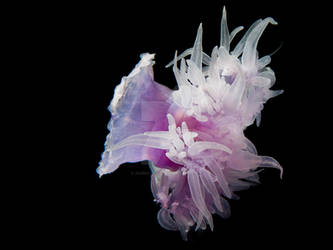 Crown Jellyfish