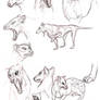 Thylacine Studies by yoi