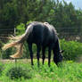 Rocky Mountain Stallion