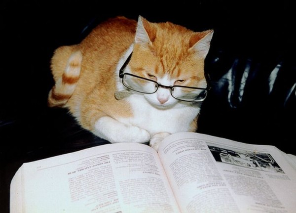Casper reading a book