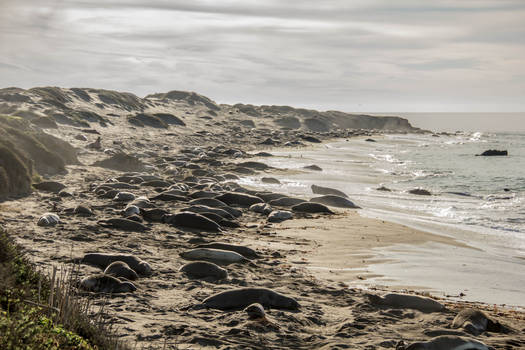 Elephant Seals on HW 1