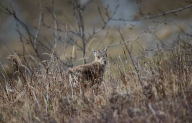 Cute little ibex