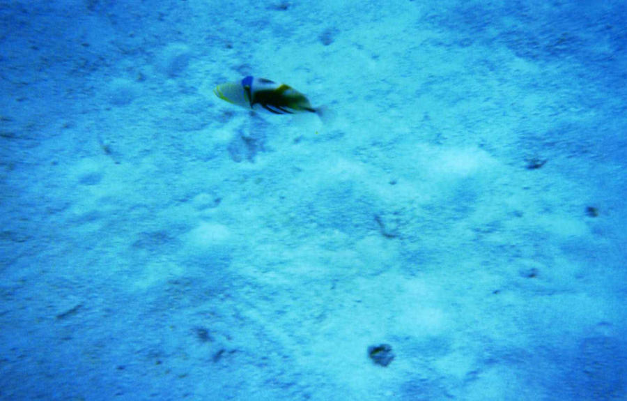 Crossbow Fish - Photo 13 Maldives