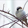 House Sparrow