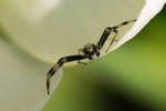 Spider In A Tulip by Grandmagoingnuts