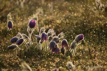Pasque Flower by Grandmagoingnuts
