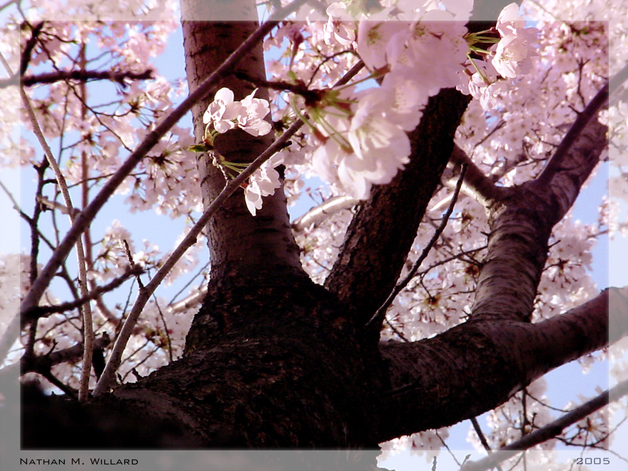 Sakura