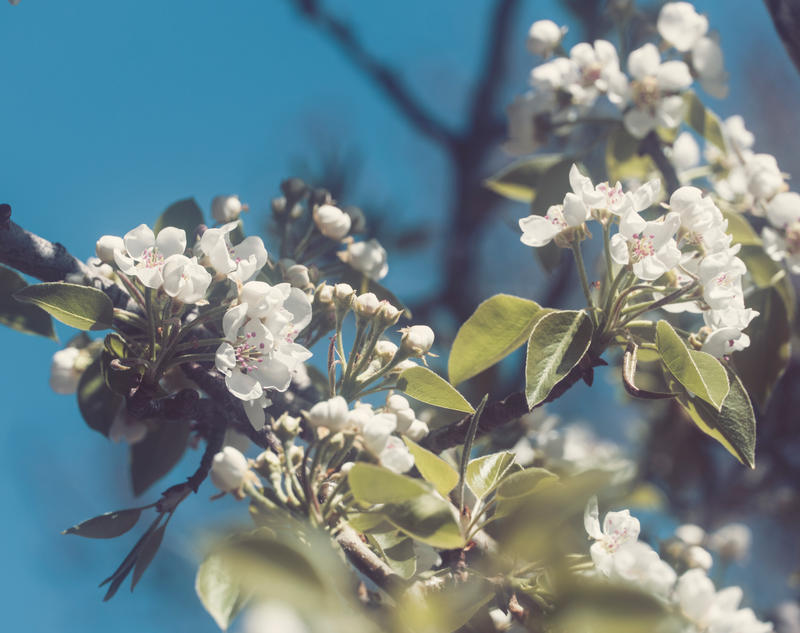 Pear Tree by eclecticprismstudios on DeviantArt