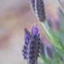 French Lavender