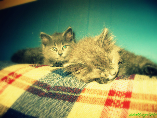 two baby kittens