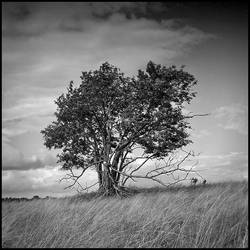 Tree in black and white