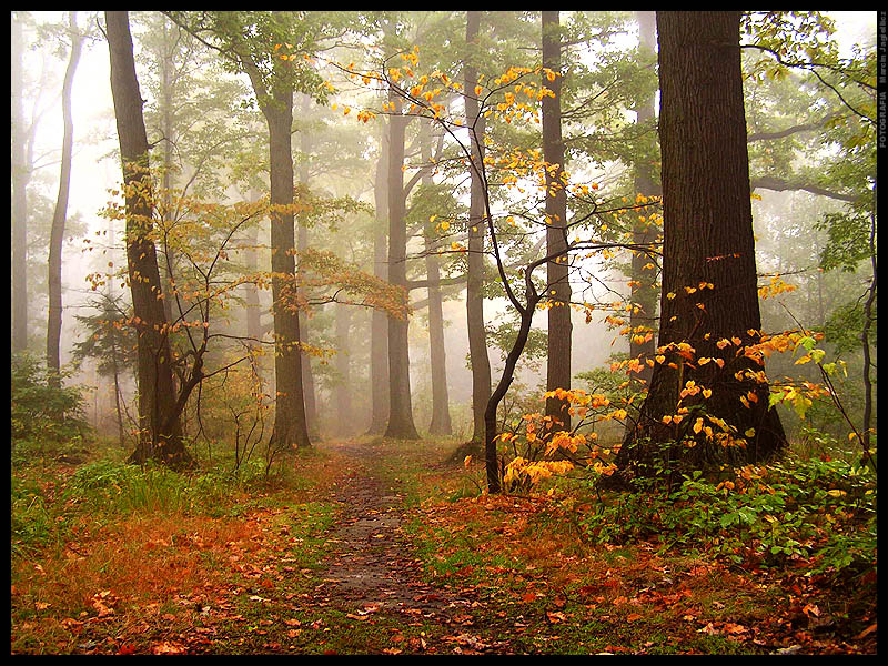 Autumn forest 2