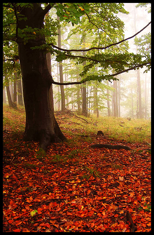 The power of autumn