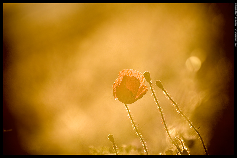 Poppy sunset