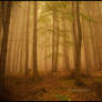 Autumn comes