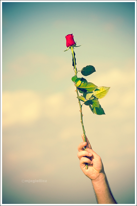 Red rose for you