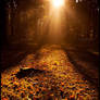 Fall carpet