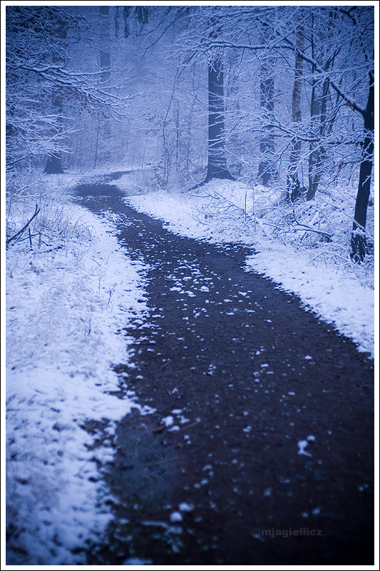 Winter wonderland