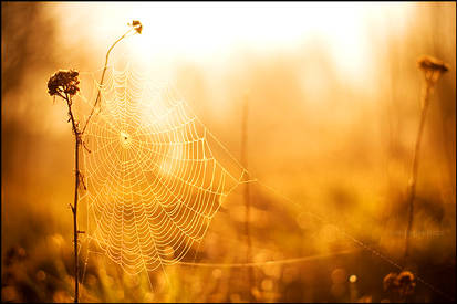 Spider-web