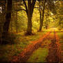 Autumn path 2