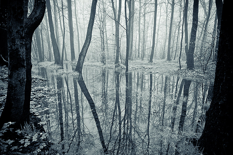 Spring forest