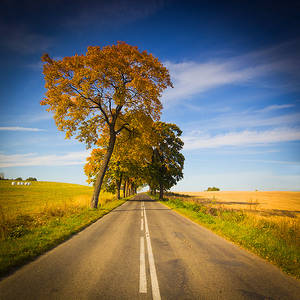 Autumn road