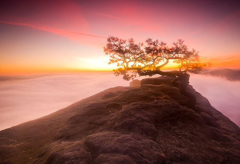 Magic tree 2 by mjagiellicz Magic tree 2 by mjagiellicz