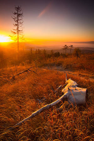 Death tree by mjagiellicz